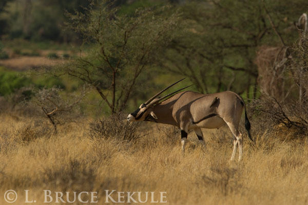 Oryx in Samburu