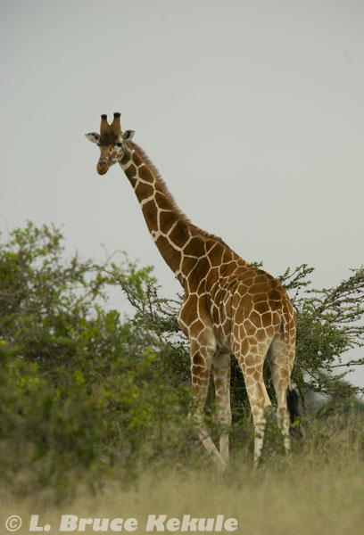 Reticulated giraffe in Sweetwaters natural reserve