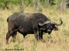 African cape buffalo in Kenya