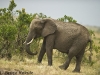 African elephant in Masai Mara