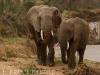 Elephants by the river in Samburu