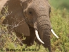 African elephants at Samburu, Kenya