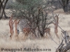 Genenuk antelope feeding in Samburu