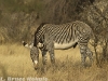 Grevy's zebra in Samburu