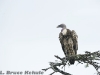 Griffon vulture in Sweetwaters