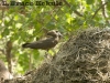 Hamerkop building a nest at the Mara Simba lodge