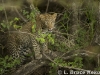 leopard cub in a dry streambed