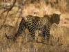 Leopard mother in Samburu