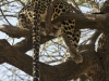 Male leopard tail end in Samburu