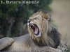 African male lion yawning in Maasai Mara