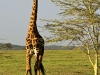 Masai giraffe in Siana Springs Conservancy