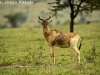 Red hartebeest in the Masai Mara