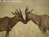 Topi antelope in Masai Mara
