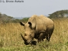 White rhino in Nairobi National Park