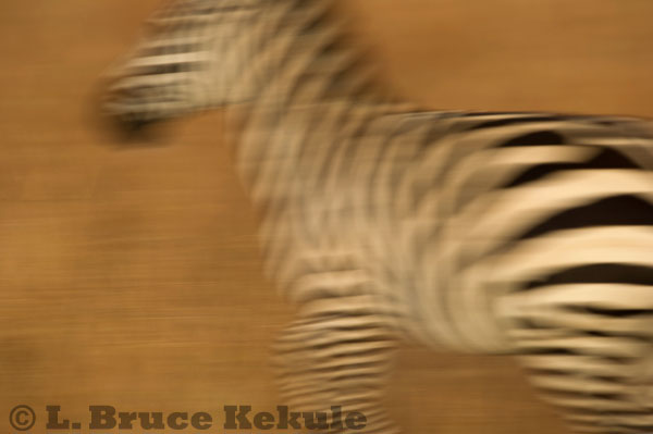 Zebra abstract in Kenya