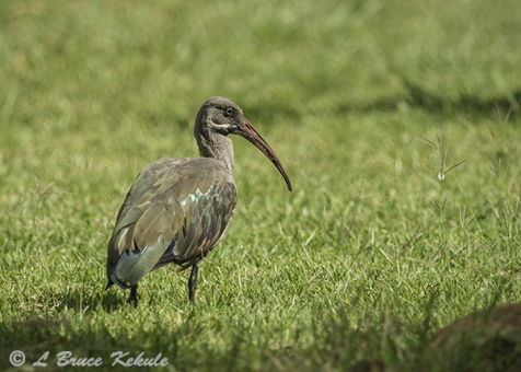 African glossy ibis in Tsavo (West)