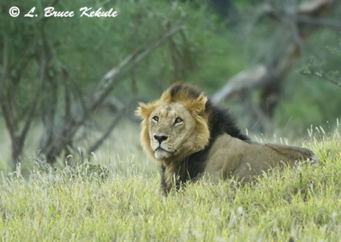 Black-maned lion in Taita Wildlife Sanctuary; Kenya; Africa