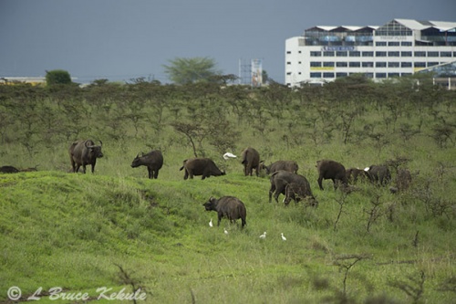 Cape buffalo in Nairobi NP