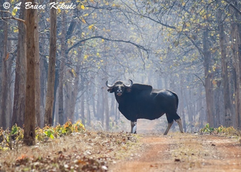 Bull gaur in Tadoba Buffer zone