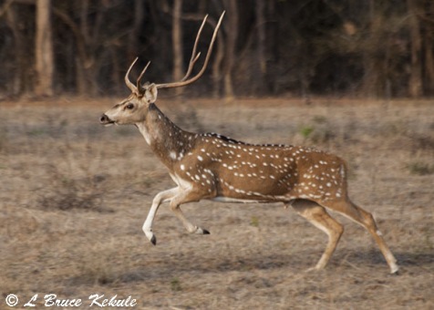 Chital stag (spotted deer) in Tadoba