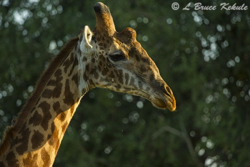 Giraffe male in Shimba Hills WS