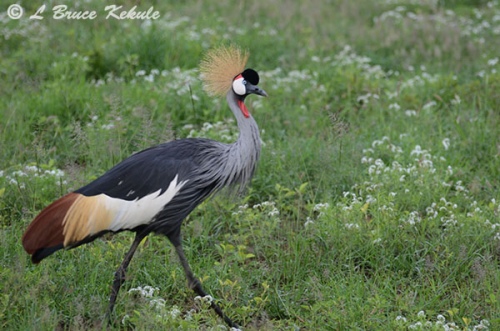 Grey Crowned Crane in Amboseli NP