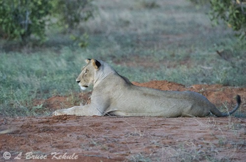 Lionese in late afternoon in Tsavo (East) NP