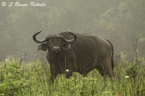 Young bull Cape buffalo in Shimba Hills