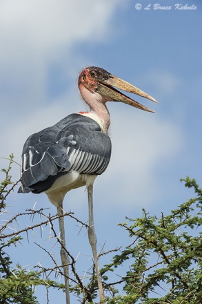 Marabou stork in Tsavo (West)