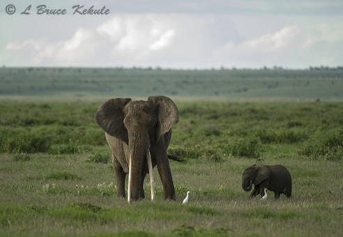 Mother elephant and calf in Amboseli