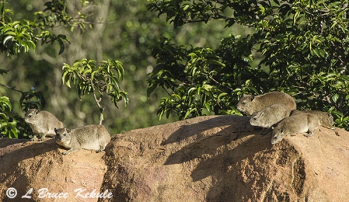 Rock hyrax in Tsavo (West)