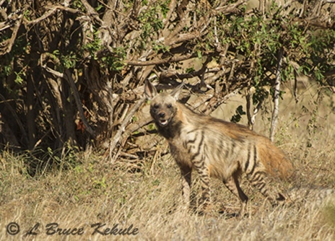 Striped hyena in Tsavo (East) NP