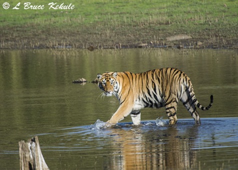 Tiger cub in the lake at Tadoba