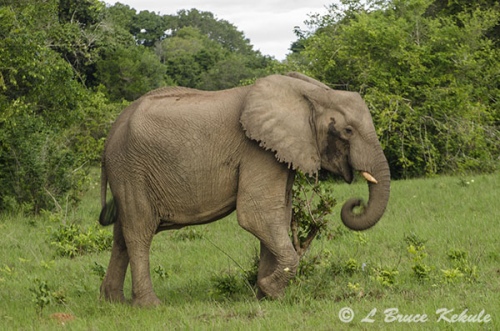 Young bull elephant in musth in Shimba Hills