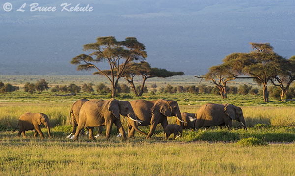 Elephant's in Amboseli NP