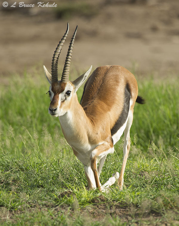 Grant's gazelle in Amboseli NP
