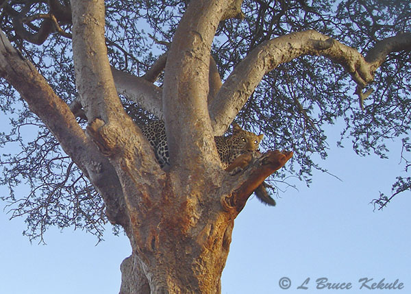 Leopard's with prey in a tree in Tsavo East National Park