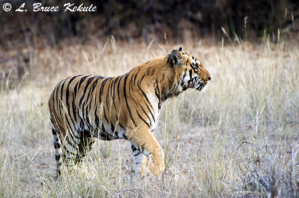 Tiger male near the road in Tadoba