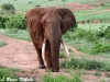 Bull elephant in Tsavo NP, Kenya Africa