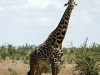 Giraffe male in Tsavo (West) NP
