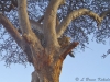 Leopard's with prey in a tree in Tsavo East National Park