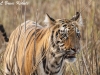 Tiger cub up-close near the lake at Tadoba