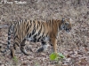 Tiger cub posing by the road in Tadoba