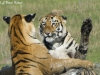 Tigers sparring in Tadoba
