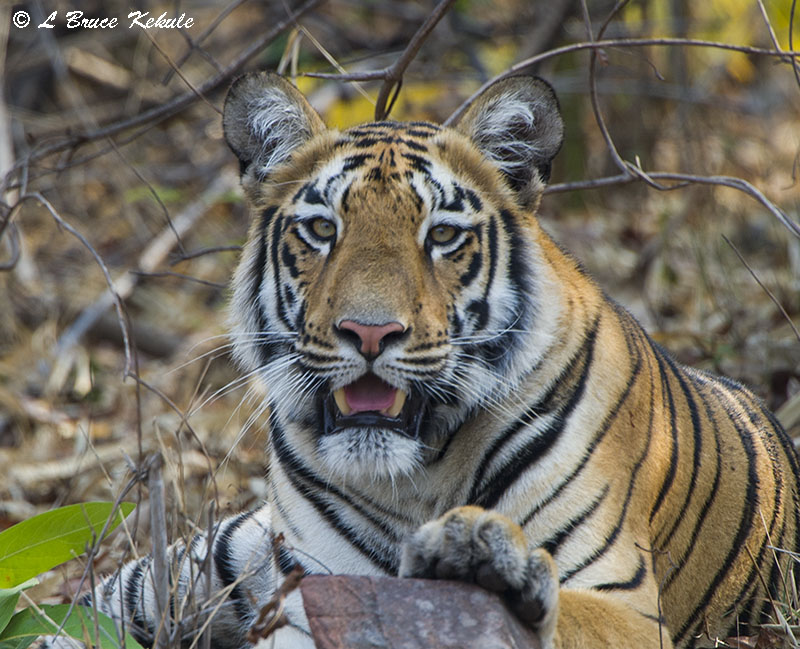 Tiger cub posing by the road in Tadoba