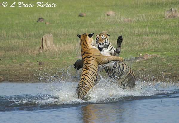 Tigers sparring in the lake at Tadoba