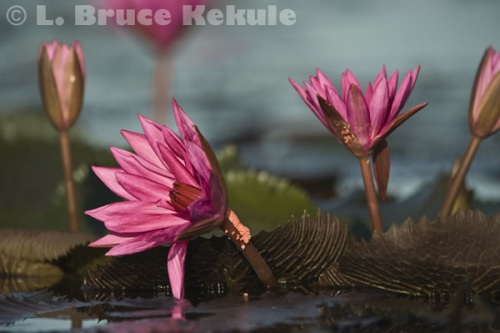 Pink water lillies in Beung Boraphet