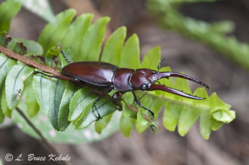 Staghorn beetle in Doi Inthanon
