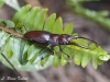 Staghorn beetle in Doi Inthanon