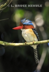 Banded-kingfisher